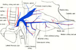 Blood vessels of left fore-limb