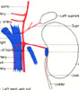 Arterial supply to left kidney