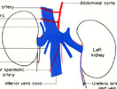 Blood supply of kidneys