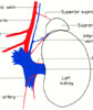 Blood supply of left kidney and suprarenal gland