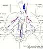 Male reproductive organs