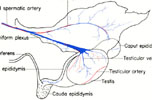 Blood supply of testis