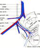 Male organs deflected to left to show blood supply