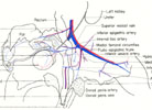 Pelvic region of the male