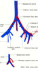 Iliac arteries and veins, Middle caudal vessels