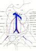 Female urogenital system