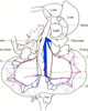 Blood supply of female reproductive organs