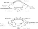 Atlas (1st cervical vertebra)