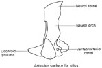 Axis (2nd cervical vertebra)