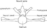 1st caudal vertebra