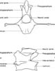 1st caudal vertebra