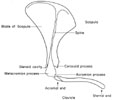 Right scapula and clavicle