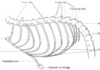 Thoracic cage