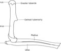 Right humerus, radius and ulna