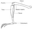 Right hind limb