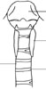 Ventral aspect of thyroid