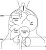 Lobes of the liver