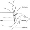 Gall bladder and bile-duct