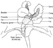 Male urogenital system