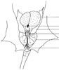 Male urogenital system