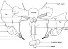 Male reproductive organs