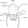 Bladder and prostate