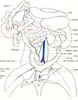 Abdominal viscera