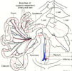 Abdominal viscera