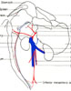 Branches of abdominal viscera