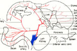 Branches of coeliac and superior mesenteric arteries