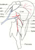 Hepatic portal system