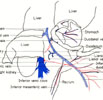 Hepatic portal system