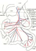 Hepatic portal system