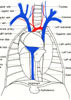 Thorax