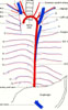 Intercostal arteries, intercostal and azygos veins