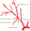 Branches of right subclavian artery