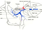 Branches of the subclavian vein