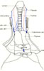 Superficial dissection of the neck and thorax