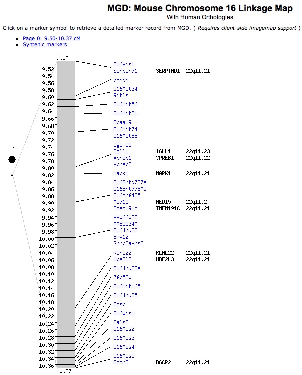 Chromosome 16 Linkage Map