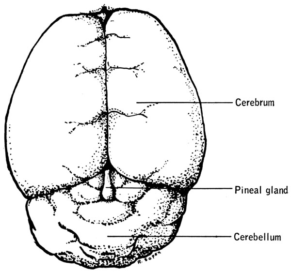 mouse brain clipart - photo #15