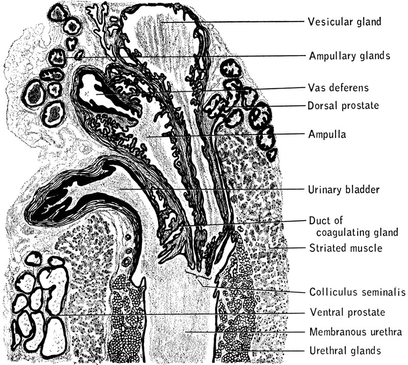 an elementary study