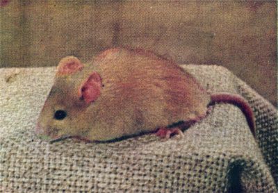 Biology of the Laboratory Mouse - Figure 21-1
