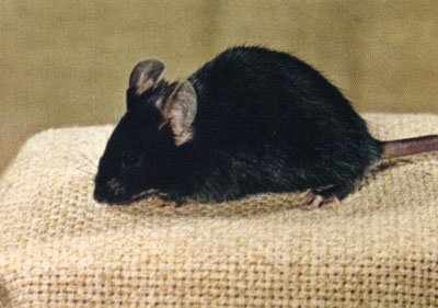 Biology of the Laboratory Mouse - Figure 21-1
