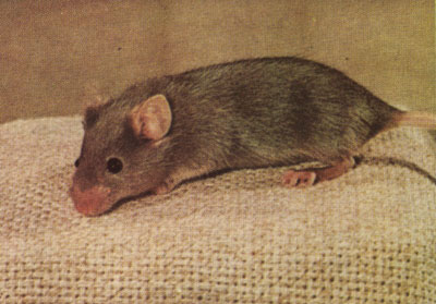 Mousey Brown