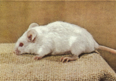 Albino mouse