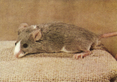 Nonagouti brown dilute piebald spotting mouse