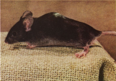 Nonagouti viable dominant spotting mouse
