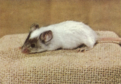Nonagouti patch viable dominant spotting mouse
