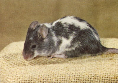 Varitint-waddler mouse