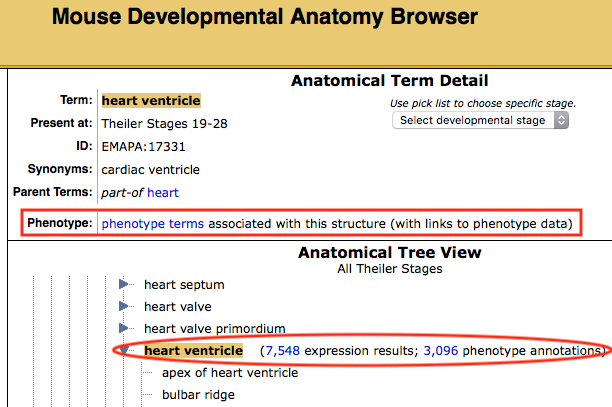 Mouse Developmental Anatomy Browser